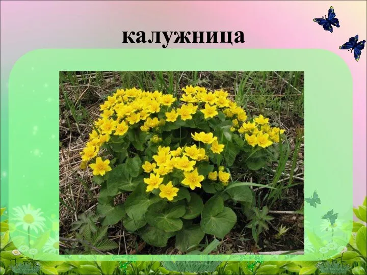 калужница