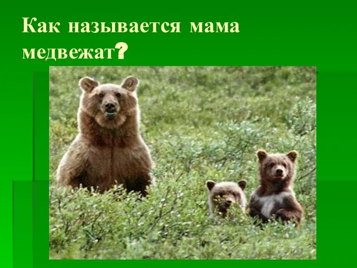 Как называется мама медвежат?