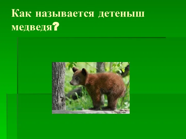 Как называется детеныш медведя?