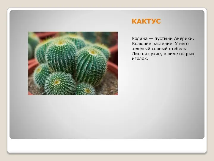КАКТУС Родина — пустыни Америки. Колючее растение. У него зелёный сочный стебель.