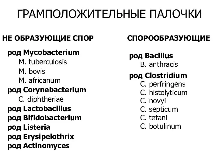 род Mycobacterium M. tuberculosis M. bovis M. africanum род Corynebacterium C. diphtheriae
