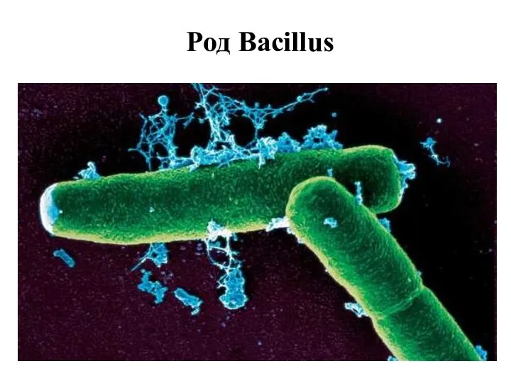 Род Bacillus