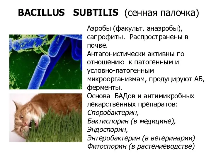 BACILLUS SUBTILIS (сенная палочка)