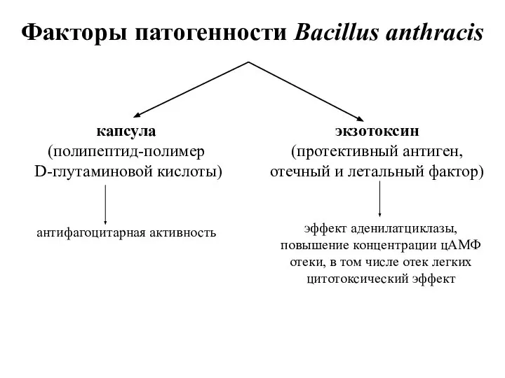 Факторы патогенности Bacillus anthracis экзотоксин (протективный антиген, отечный и летальный фактор) капсула