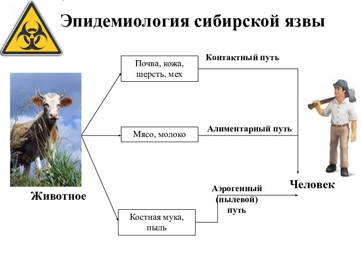 Животное Костная мука, пыль Мясо, молоко Почва, кожа, шерсть, мех Контактный путь