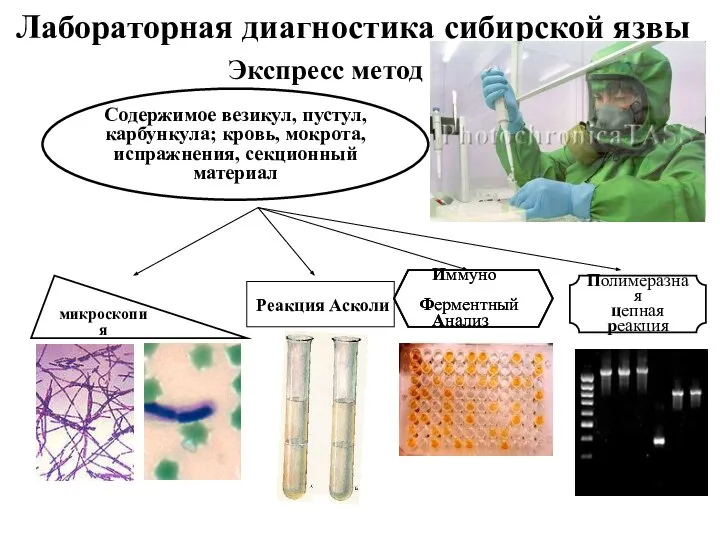 Содержимое везикул, пустул, карбункула; кровь, мокрота, испражнения, секционный материал Лабораторная диагностика сибирской