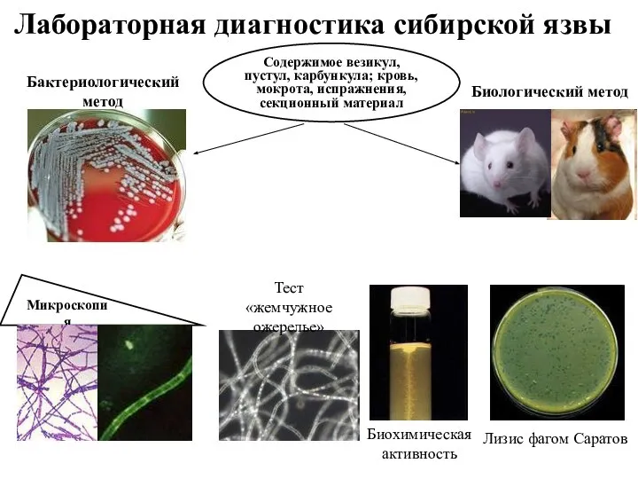 Биологический метод Лабораторная диагностика сибирской язвы Бактериологический метод Содержимое везикул, пустул, карбункула;