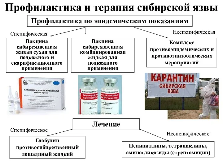 Профилактика и терапия сибирской язвы Комплекс противоэпидемических и противоэпизоотических мероприятий Глобулин противосибиреязвенный