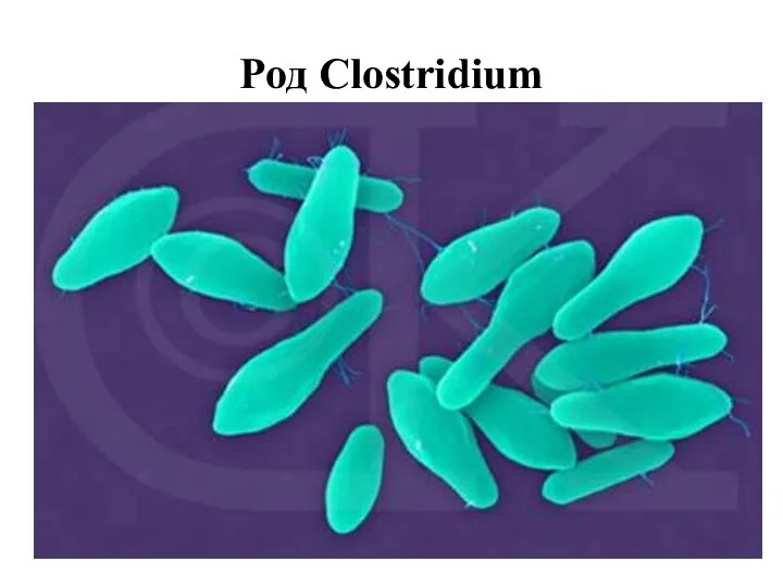 Род Clostridium