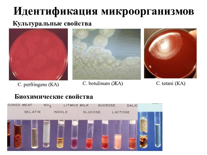 Идентификация микроорганизмов Культуральные свойства Биохимические свойства С. botulinum (ЖА) С. tetani (КА) C. perfringens (КА)