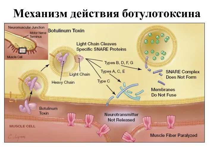 Механизм действия ботулотоксина