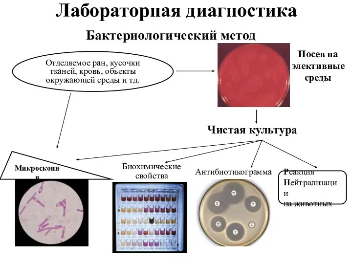 Лабораторная диагностика Бактериологический метод Отделяемое ран, кусочки тканей, кровь, объекты окружающей среды