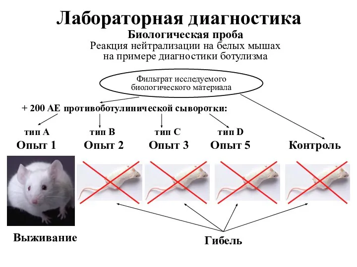 Лабораторная диагностика Биологическая проба Реакция нейтрализации на белых мышах на примере диагностики