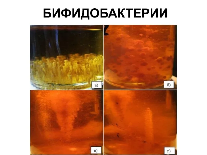 БИФИДОБАКТЕРИИ