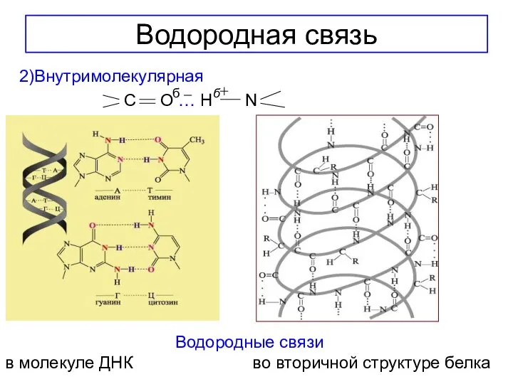 Водородная связь 2)Внутримолекулярная C O … H N б б Водородные связи