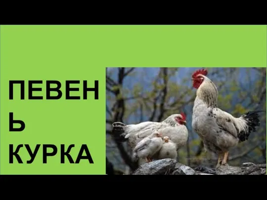 ПЕВЕНЬ КУРКА КУРАНЯ