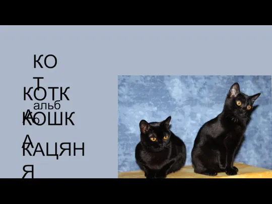 КОТ КОТКА КАЦЯНЯ КОШКА альбо