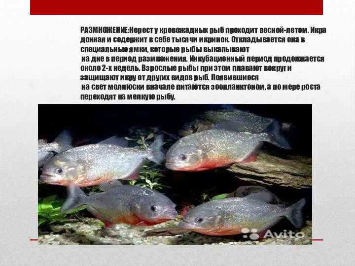 РАЗМНОЖЕНИЕ:Нерест у кровожадных рыб проходит весной-летом. Икра донная и содержит в себе