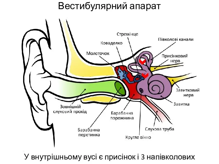 Вестибулярний апарат У внутрішньому вусі є присінок і 3 напівколових канали