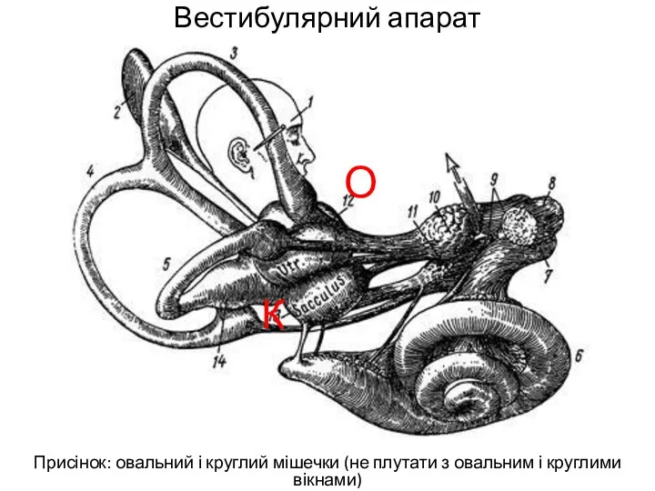 Вестибулярний апарат Присінок: овальний і круглий мішечки (не плутати з овальним і
