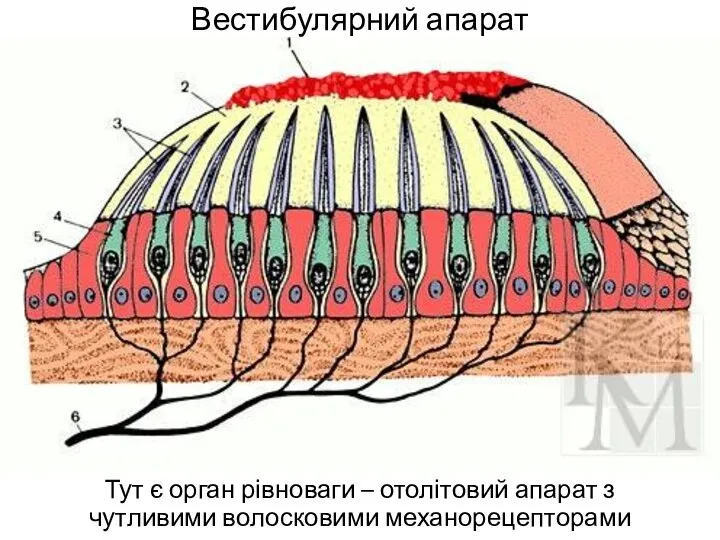 Вестибулярний апарат Тут є орган рівноваги – отолітовий апарат з чутливими волосковими механорецепторами