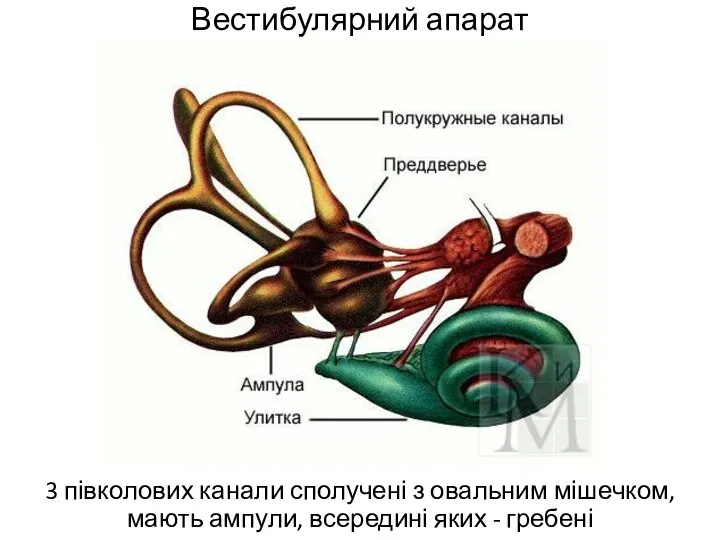 Вестибулярний апарат 3 півколових канали сполучені з овальним мішечком, мають ампули, всередині яких - гребені