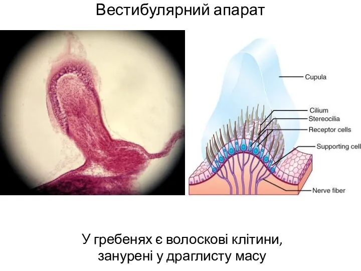 Вестибулярний апарат У гребенях є волоскові клітини, занурені у драглисту масу