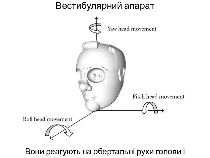 Вестибулярний апарат Вони реагують на обертальні рухи голови і тулуба