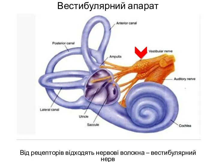 Вестибулярний апарат Від рецепторів відходять нервові волокна – вестибулярний нерв