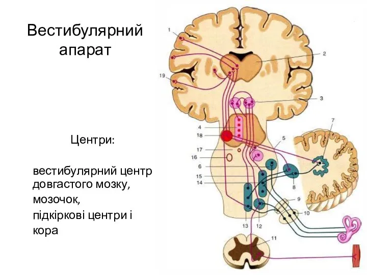 Вестибулярний апарат Центри: вестибулярний центр довгастого мозку, мозочок, підкіркові центри і кора