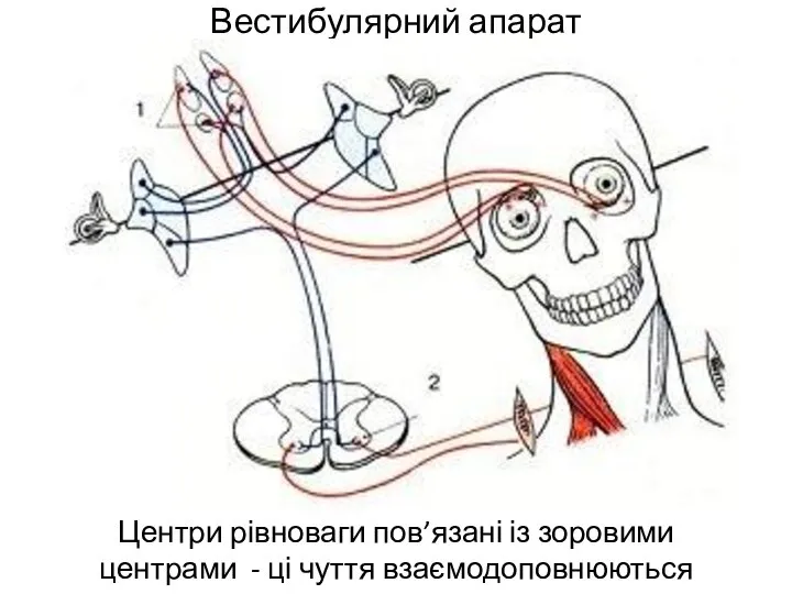 Вестибулярний апарат Центри рівноваги пов’язані із зоровими центрами - ці чуття взаємодоповнюються
