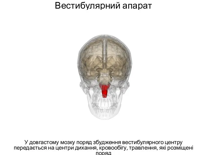 Вестибулярний апарат У довгастому мозку поряд збудження вестибулярного центру передається на центри