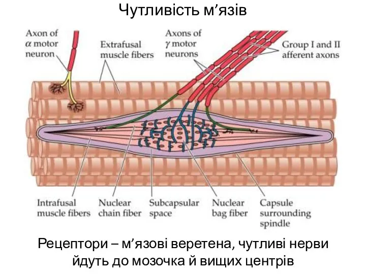 Чутливість м’язів Рецептори – м’язові веретена, чутливі нерви йдуть до мозочка й вищих центрів