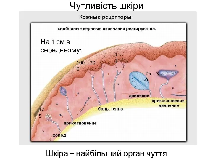 Чутливість шкіри Шкіра – найбільший орган чуття 100…200 12…15 1…2 25…30 На 1 см в середньому: