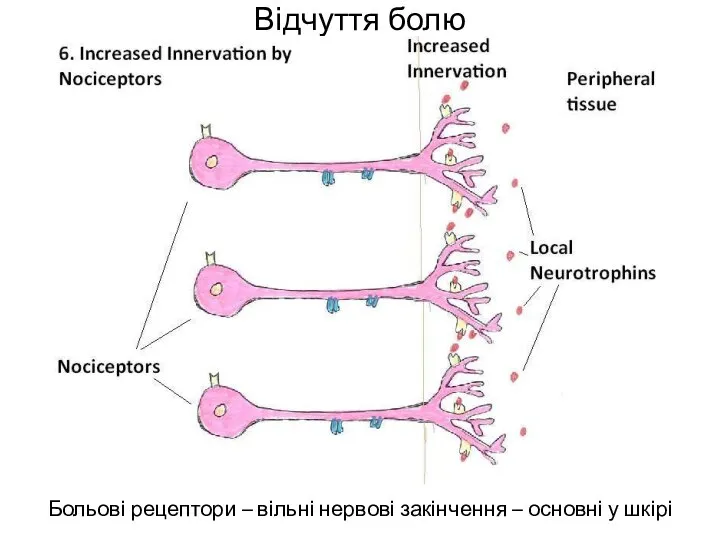 Відчуття болю Больові рецептори – вільні нервові закінчення – основні у шкірі