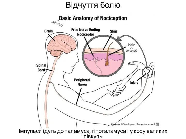 Відчуття болю Імпульси ідуть до таламуса, гіпоталамуса і у кору великих півкуль