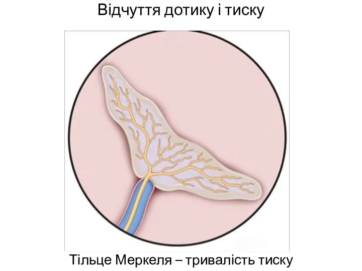 Відчуття дотику і тиску Тільце Меркеля – тривалість тиску