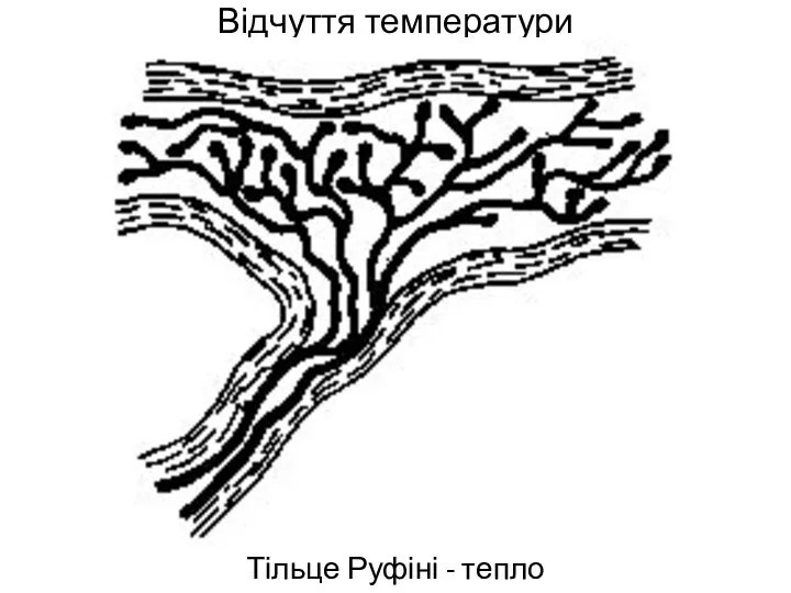 Відчуття температури Тільце Руфіні - тепло