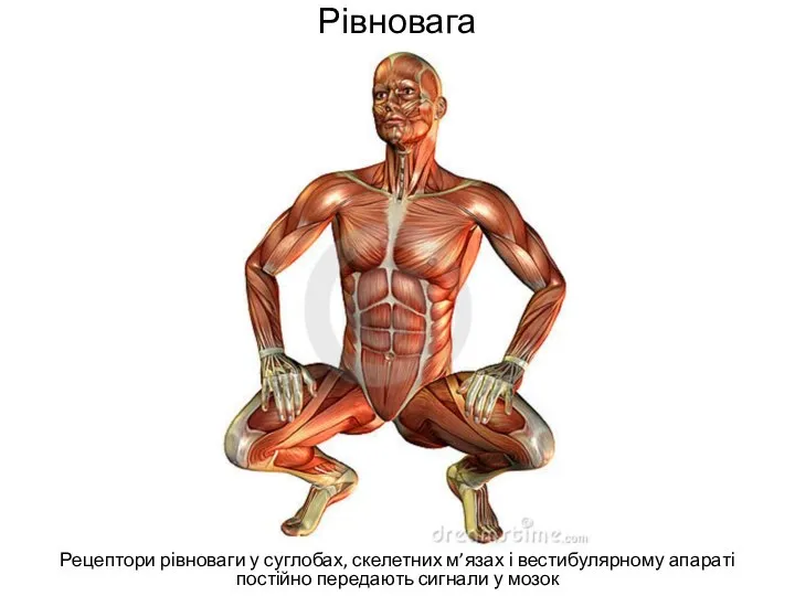 Рівновага Рецептори рівноваги у суглобах, скелетних м’язах і вестибулярному апараті постійно передають сигнали у мозок