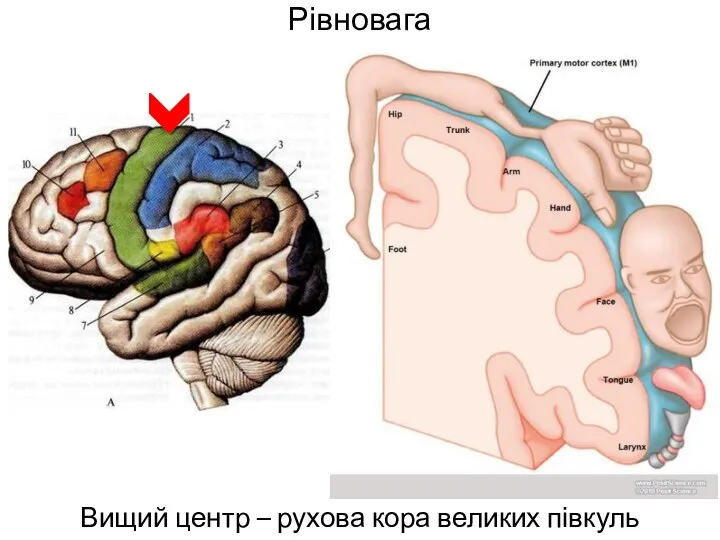 Рівновага Вищий центр – рухова кора великих півкуль