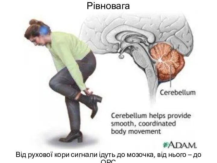 Рівновага Від рухової кори сигнали ідуть до мозочка, від нього – до ОРС