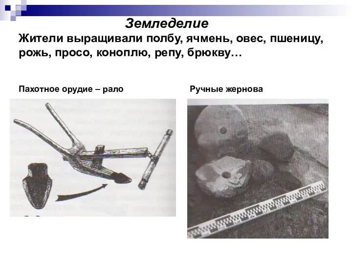 Земледелие Жители выращивали полбу, ячмень, овес, пшеницу, рожь, просо, коноплю, репу, брюкву…