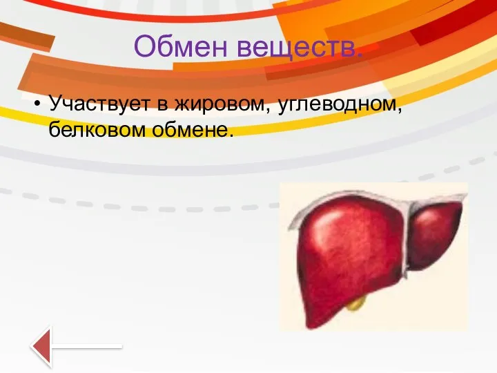 Обмен веществ. Участвует в жировом, углеводном, белковом обмене.