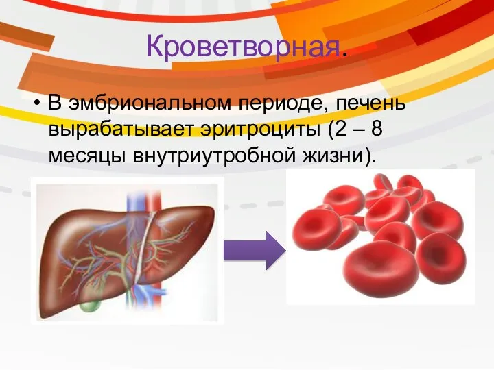 Кроветворная. В эмбриональном периоде, печень вырабатывает эритроциты (2 – 8 месяцы внутриутробной жизни).