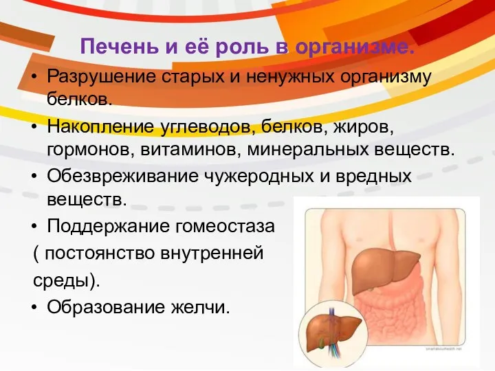 Разрушение старых и ненужных организму белков. Накопление углеводов, белков, жиров, гормонов, витаминов,