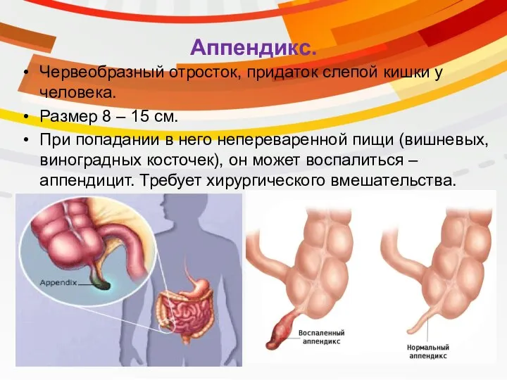 Аппендикс. Червеобразный отросток, придаток слепой кишки у человека. Размер 8 – 15