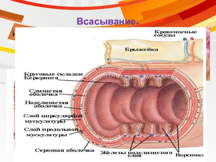 Всасывание. Изнутри тонкий кишечник выстлан однослойным эпителием с ворсинками. Функции: всасывание веществ