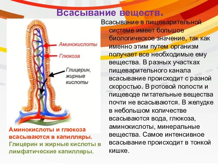 Всасывание веществ. Всасывание в пищеварительной системе имеет большое биологическое значение, так как