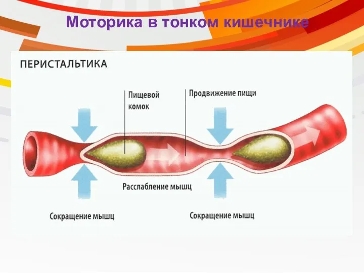 Моторика в тонком кишечнике