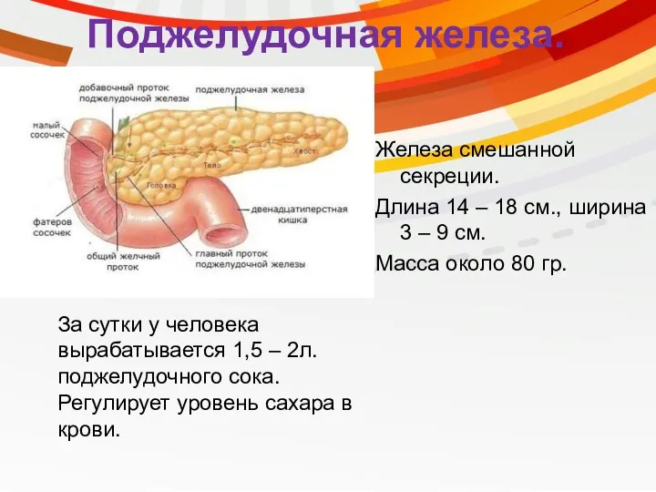 Поджелудочная железа. Железа смешанной секреции. Длина 14 – 18 см., ширина 3